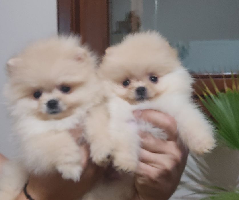 Померан мини померан