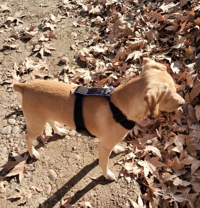 шлейки для собак