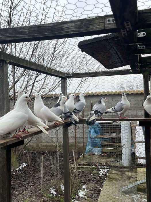 Porumbei de zbor la înălțime