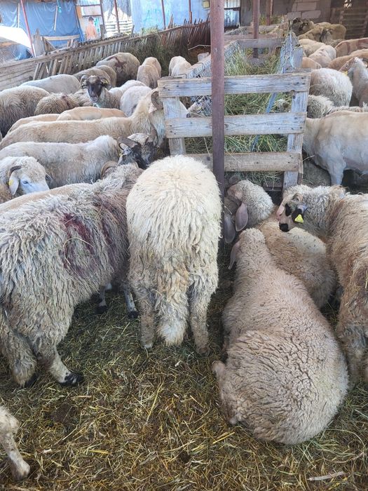 Vând oi tinere cu miei