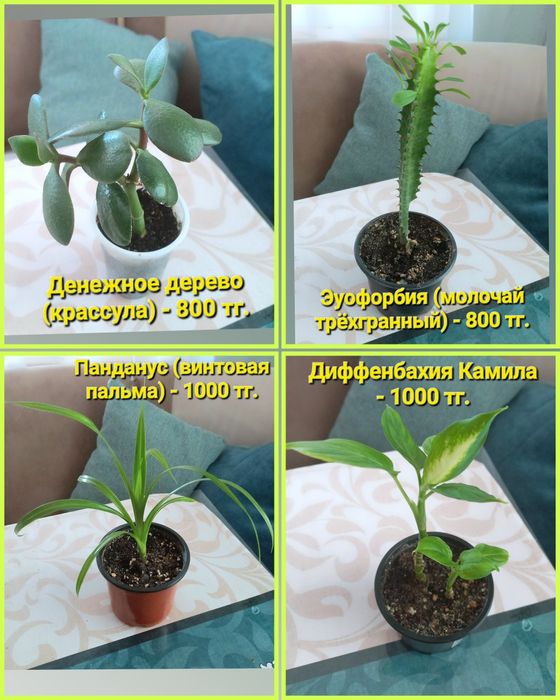 Комнатные растения