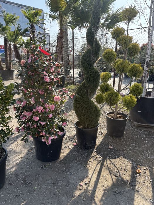 Plante ornamentale de orice specie