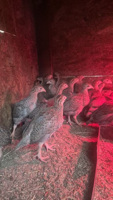 Pui de bibilica la 20 de zile vând urgent