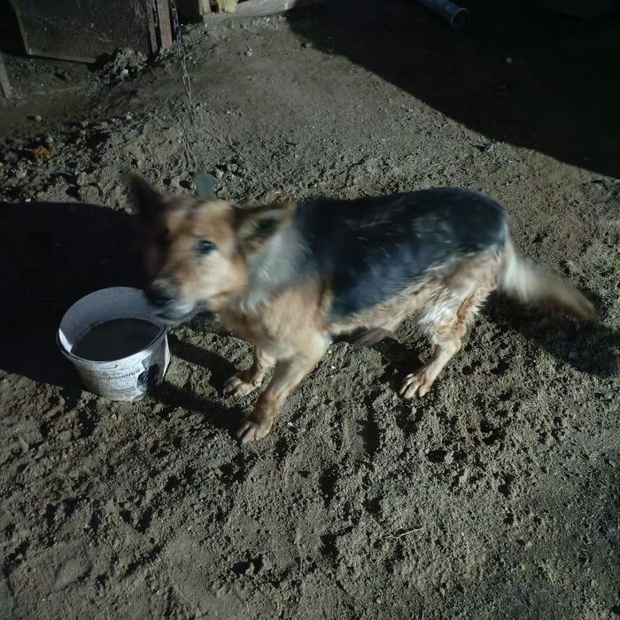 Срочно! Отдам нем.овчарка