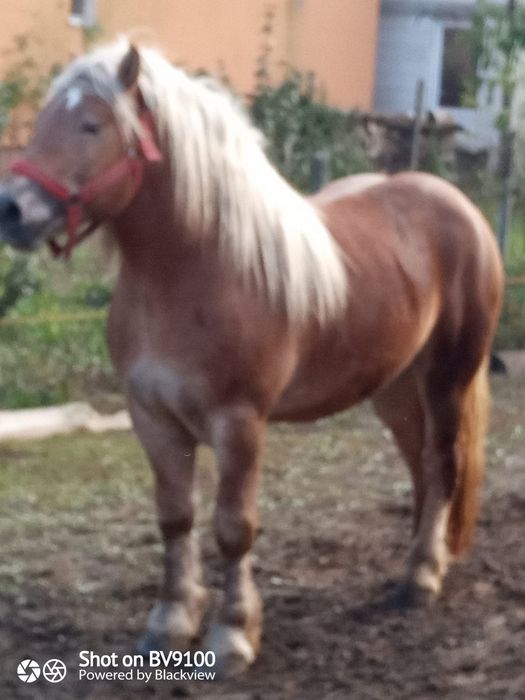 Armasar de vânzare de 5 ani
