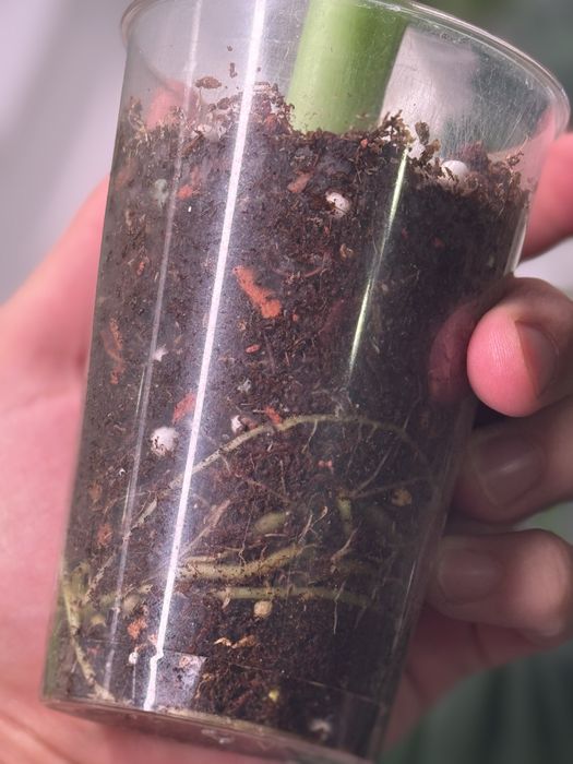 Алоказия регал шилдс