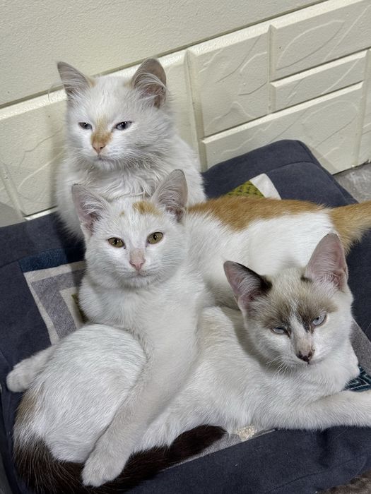 Котята отдам на хорошие руки