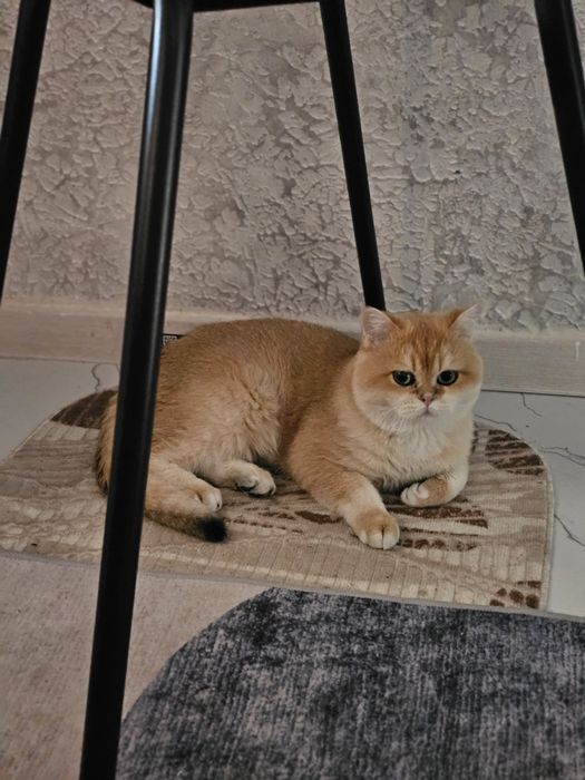 Малыши бриташки золотые