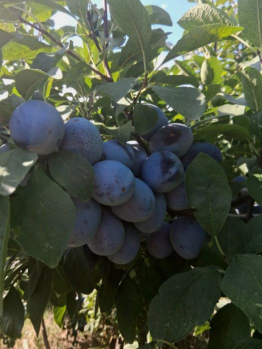 Vand prune pentru consum sau țuică
