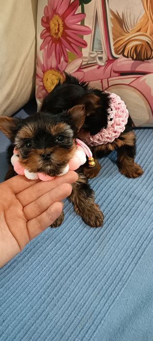 Йоркширски териер -мини йорки