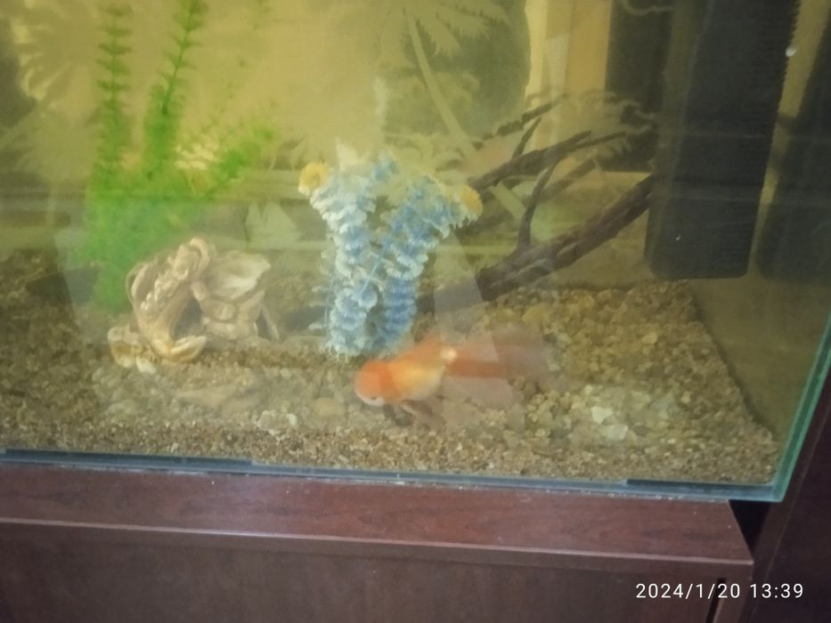 Аквариум  бу хоршем