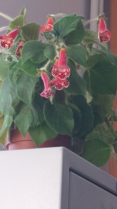 Продам разные комнатные цветы