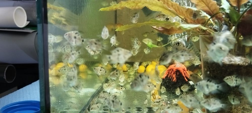 Син папагал/зебровидни цихлиди