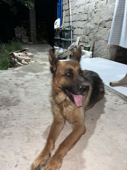 Қўшиш учун. Урғочи овчарка. Янгийўл.
