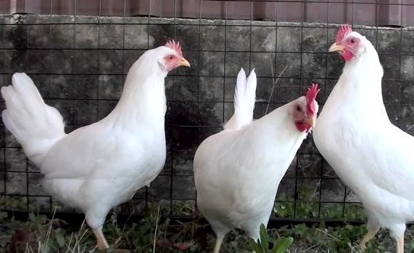 Леггорн стандарт