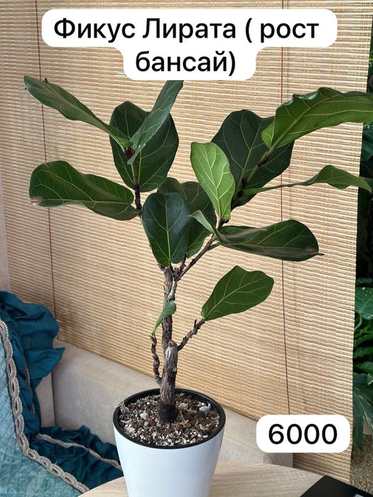 Комнатные растения