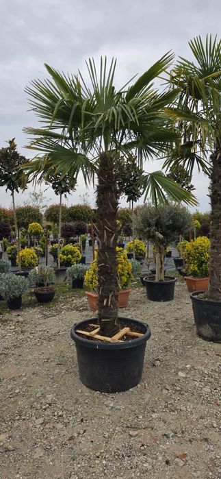 Palmier! sunt aclimatizati la noi,rezista la -20