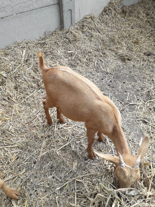 Vând  doi iezi  de rasă  murciana