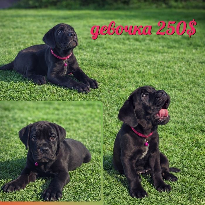 Продаются щенки Кане Корсо