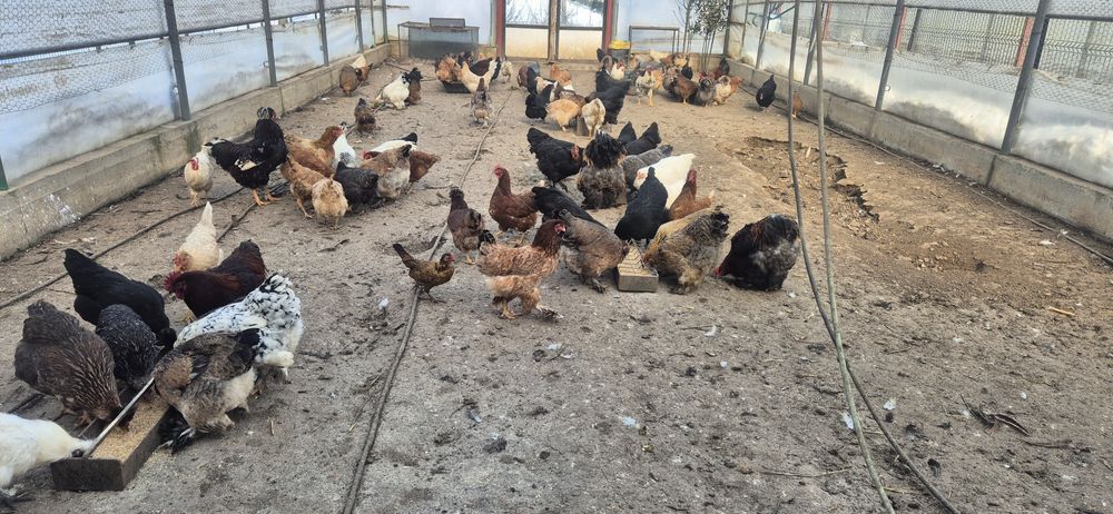 Oua de incubat de la aceste găini