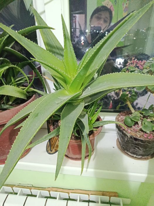 Алое цветы нормально