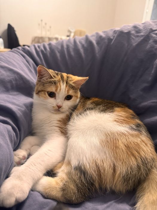 Отдам кошку в хорошие руки