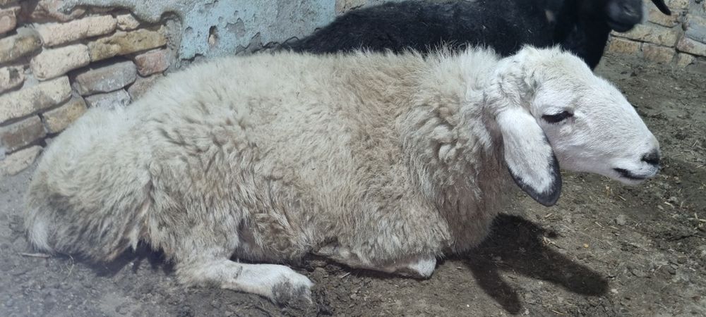 Куй сотилади вес 75кг