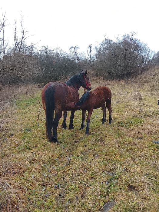 Vând mânz  mai multe detalii in privat la numarul de telefon