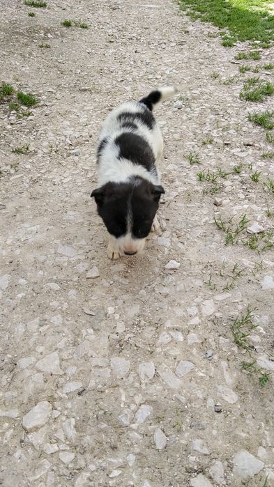 Donez căței frumoși