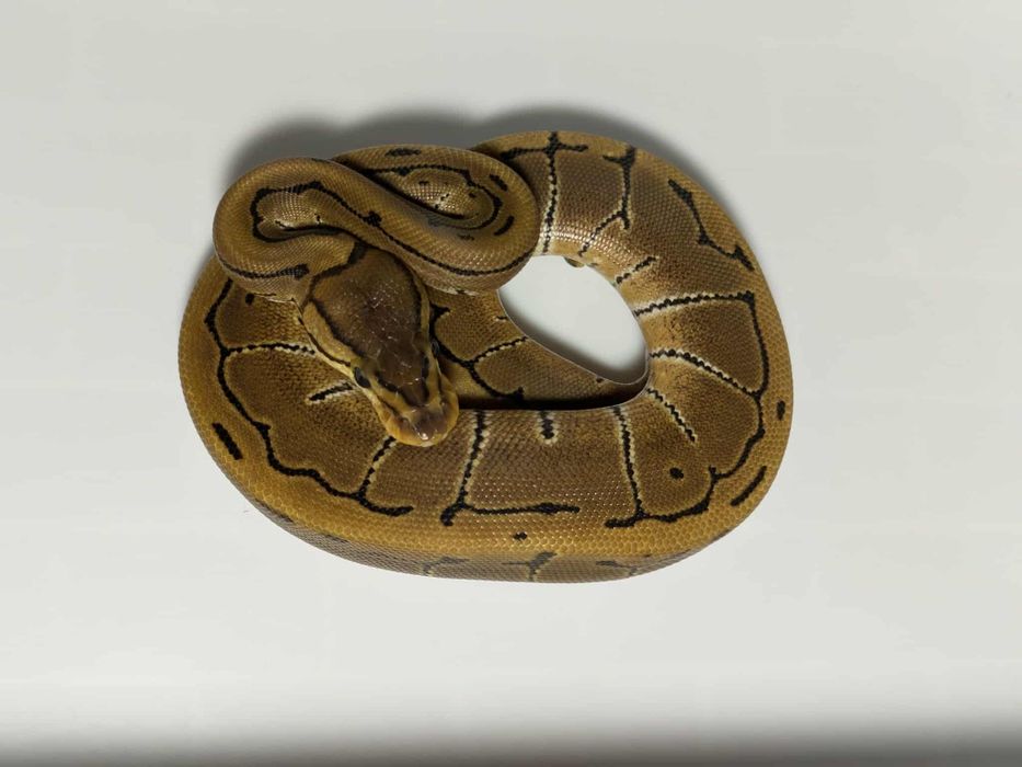 Кралски Питони - Различни разцветки