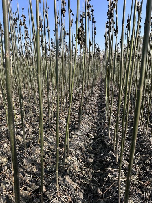 Павлония сотилади Pavloniya bor