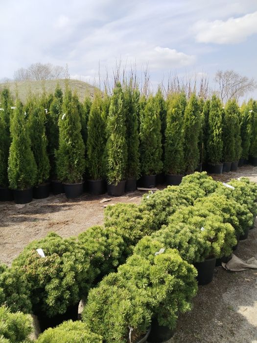 Саженцы большой ассортимент