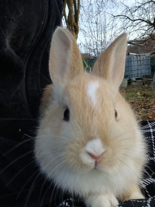 iepuri cap de leu pitic