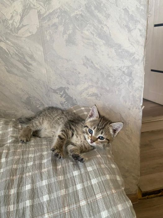 Отдам котенка в добрые руки Девочка