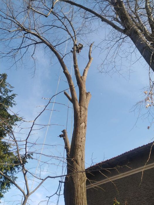 Премахване на опасни дървета, оформяне, рязане, кастрене Tree Service