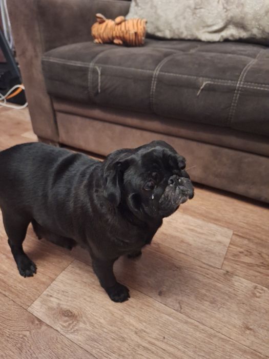 Мопсодетки ,мопсята