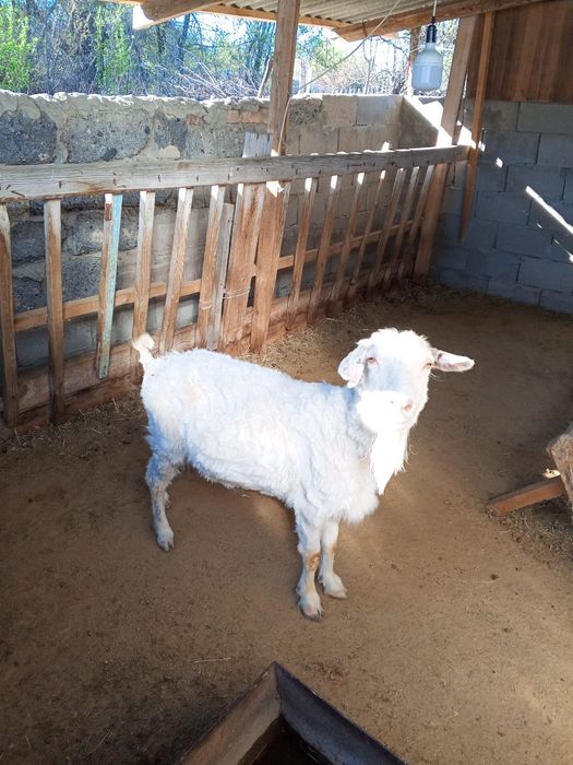 Продам котную козу