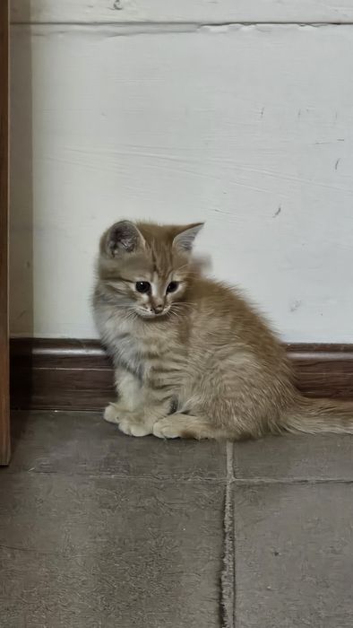 Отдадим котёнка в Добрые руки. Мальчик.