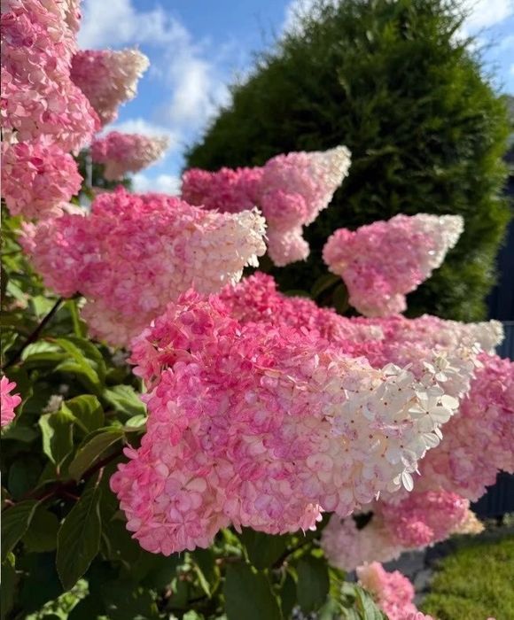 Метельчатая гортензия