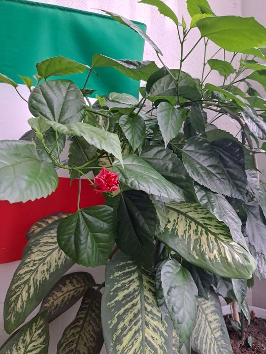 Plante verzi la ghiveci.