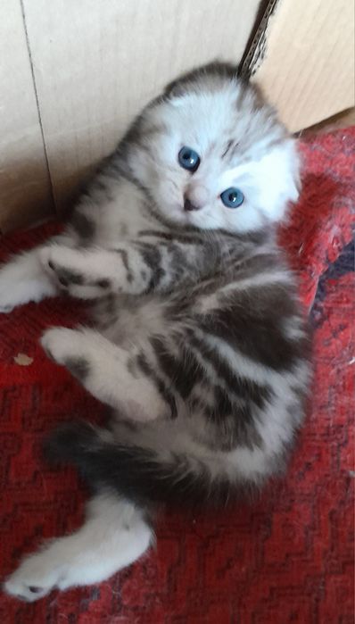 шотландские вислоухие котята.