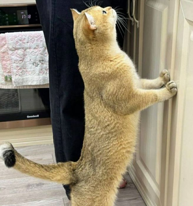 Самый лучший алиментный котёнок Шотландский Скоттиш страйт
