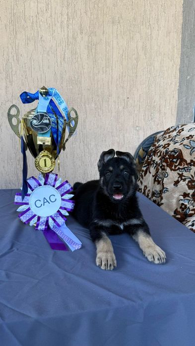 Щенки Восточно Европейской Овчарки