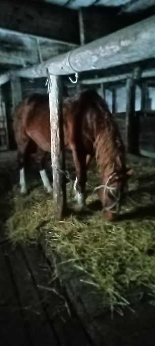 Меняю жеребца на Кобылу