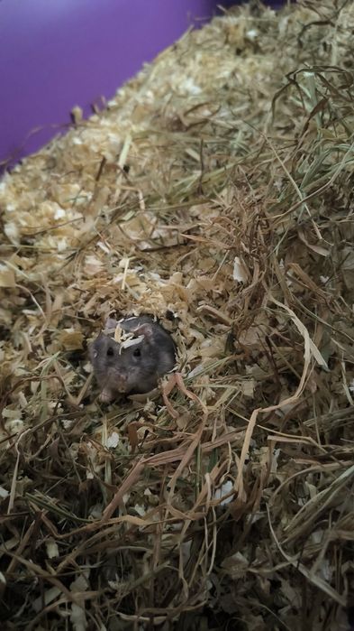 Vând hamster cu tot ce se vede în imagini