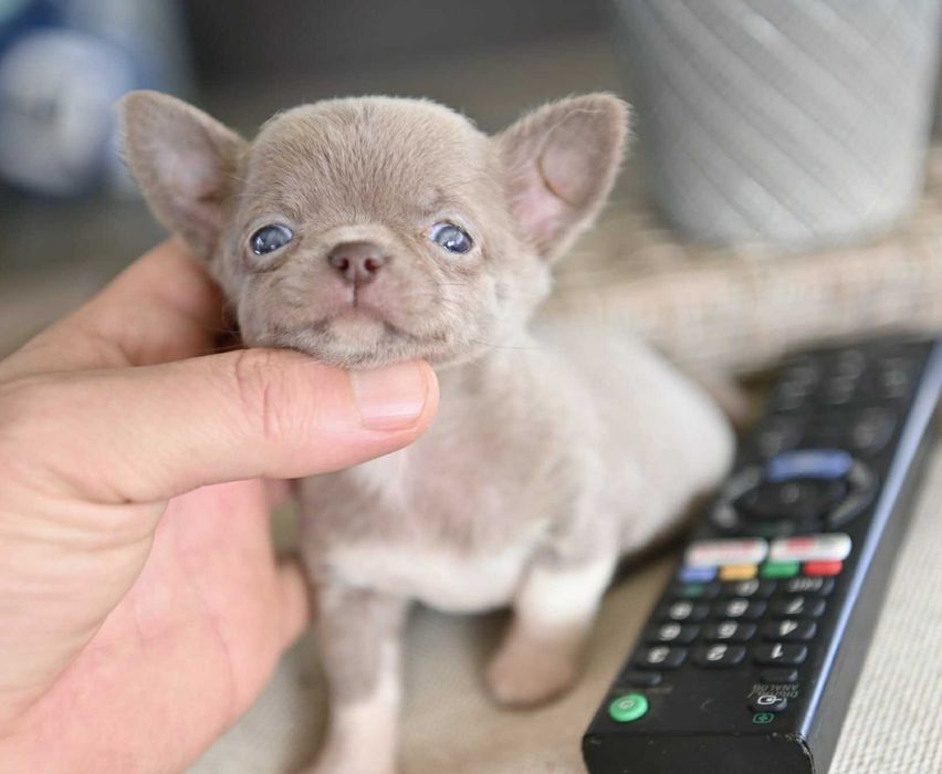 Женско миниатюрно чихуахуа лилаво