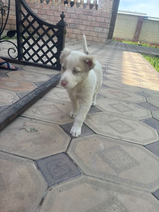 собака хорошем состояние