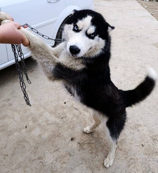 Хаски Хатико ИТ кучук