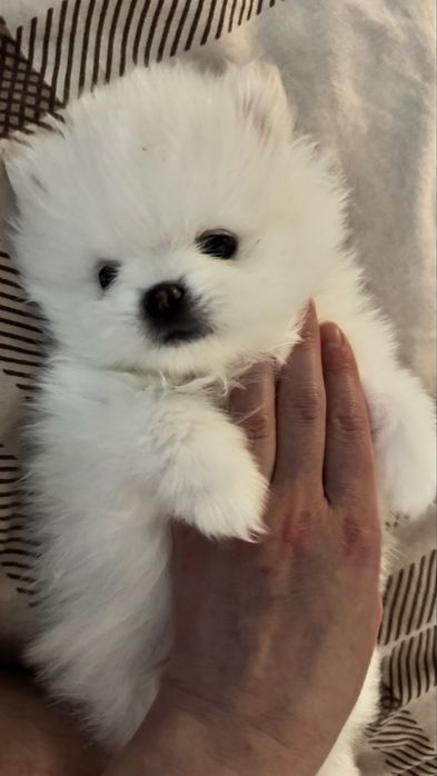 Шпиц кобель вязка