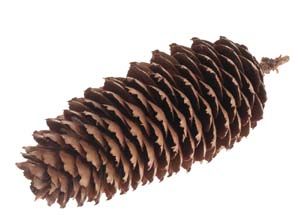 Fructul bradului -con de brad